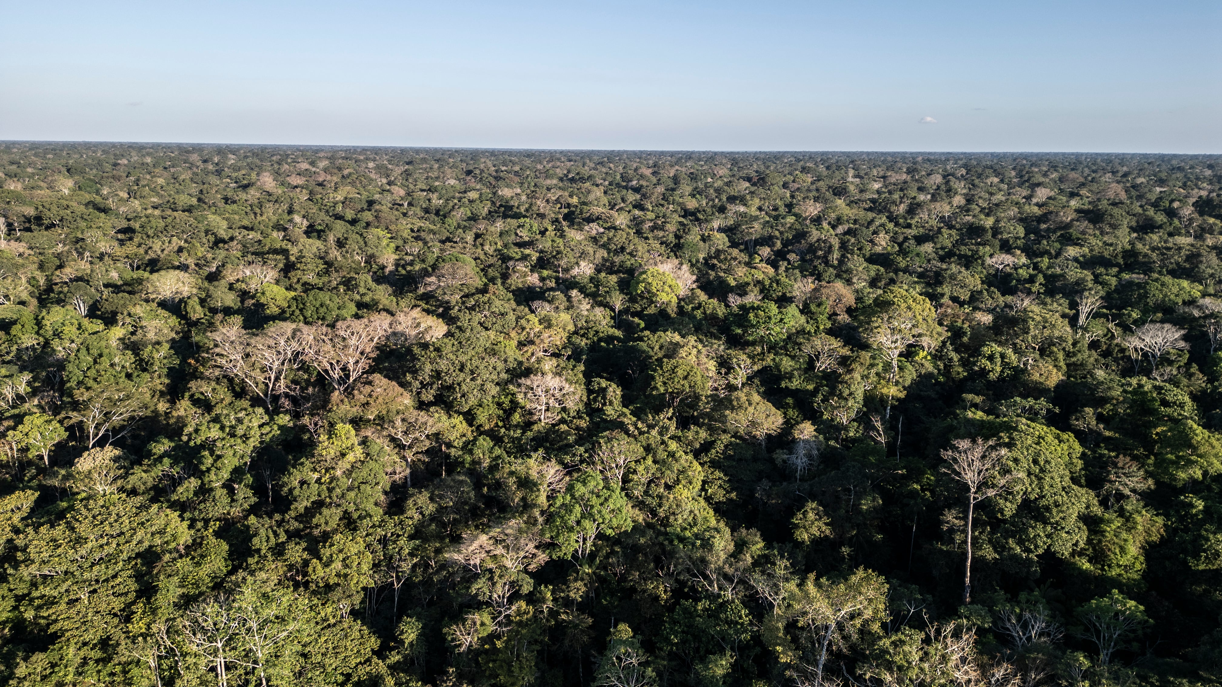 Vista aérea de la selva baja amazónica en Las Piedras (Perú).