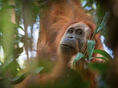 La especie de orangut&aacute;n nueva llamada Tapanuli. 