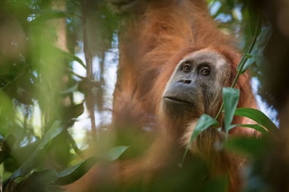 La especie de orangután nueva llamada Tapanuli.