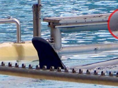 Una de las imágenes difundidas por PETA de Estados Unidos.