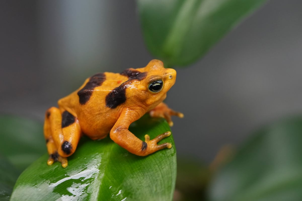 Saving Panama’s national symbol: The golden frog | Fotos | Climate | EL