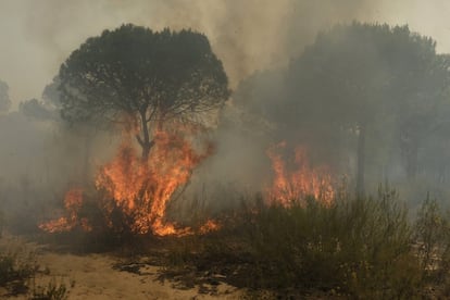 Las llamas queman un árbol entre Moguer y Mazagón.