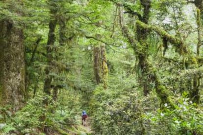 Un senderista en el parque nacional Te Urewera, en la Isla Norte de Nueva Zelanda.