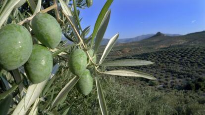 Olivar en Ja&eacute;n.