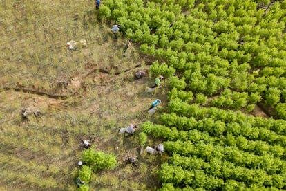 campo de cultivo de planta de coca en Tibú, Norte de Santander.