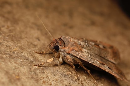 Ejemplar de polilla bogong ('Agrotis infusa'). Su ciclo vital empieza con su eclosión al comienzo de la primavera austral y, tras volver de las cuevas donde se refugia del calor del verano, muere en los prados del sur de Australia donde nació tras aparearse.