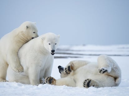 Tres osos polares en el Refugio Nacional de Vida Silvestre en el Ártico, en Alaska (EE UU), el 20 de septiembre de 2013.