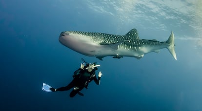 Tiburón Ballena