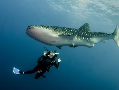 Un buzo junto a un tiburón ballena en Cabo San Lucas, en la península de Baja California, México.