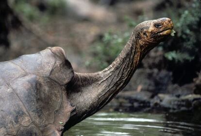 Lonesome George (El Solitario Jorge) en una imagen tomada en 1989 en la isla Isabela (Galápagos).