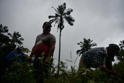 Allí la comunidad busca protegerlas. Recientemente, habitantes de Chaguaní organizaron una jornada de reforestación en la que sembraron 400 ejemplares gracias a la participación 70 personas, con la finalidad de preservar este árbol. 
