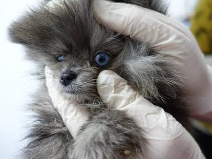 Uno de los cachorros enfermos intervenidos en la tienda de Barcelona