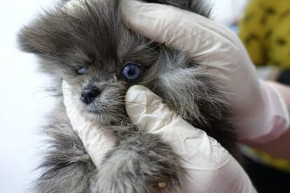 Uno de los cachorros enfermos intervenidos en la tienda de Barcelona