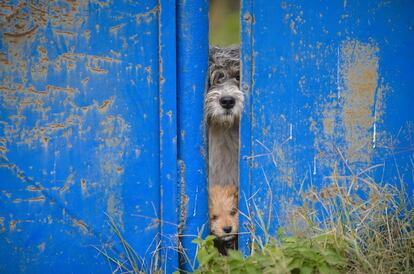 Dos perros callejeros miran a través de una valla, en Bucarest (Rumanía).