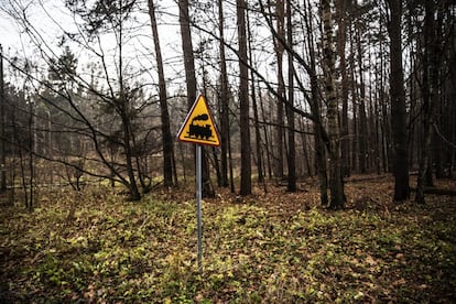 Existen distintos tipos de gestión forestal en Bialowieza, donde abunda un tipo de conífera, las píceas. También se pueden encontrar robles y carpes, entre otros.