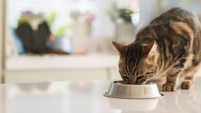 Las dietas veterinarias son las herramientas más eficaces para contribuir al bienestar de perros y gatos con patologías y garantizar que vivan muchos años con la mejor calidad de vida.