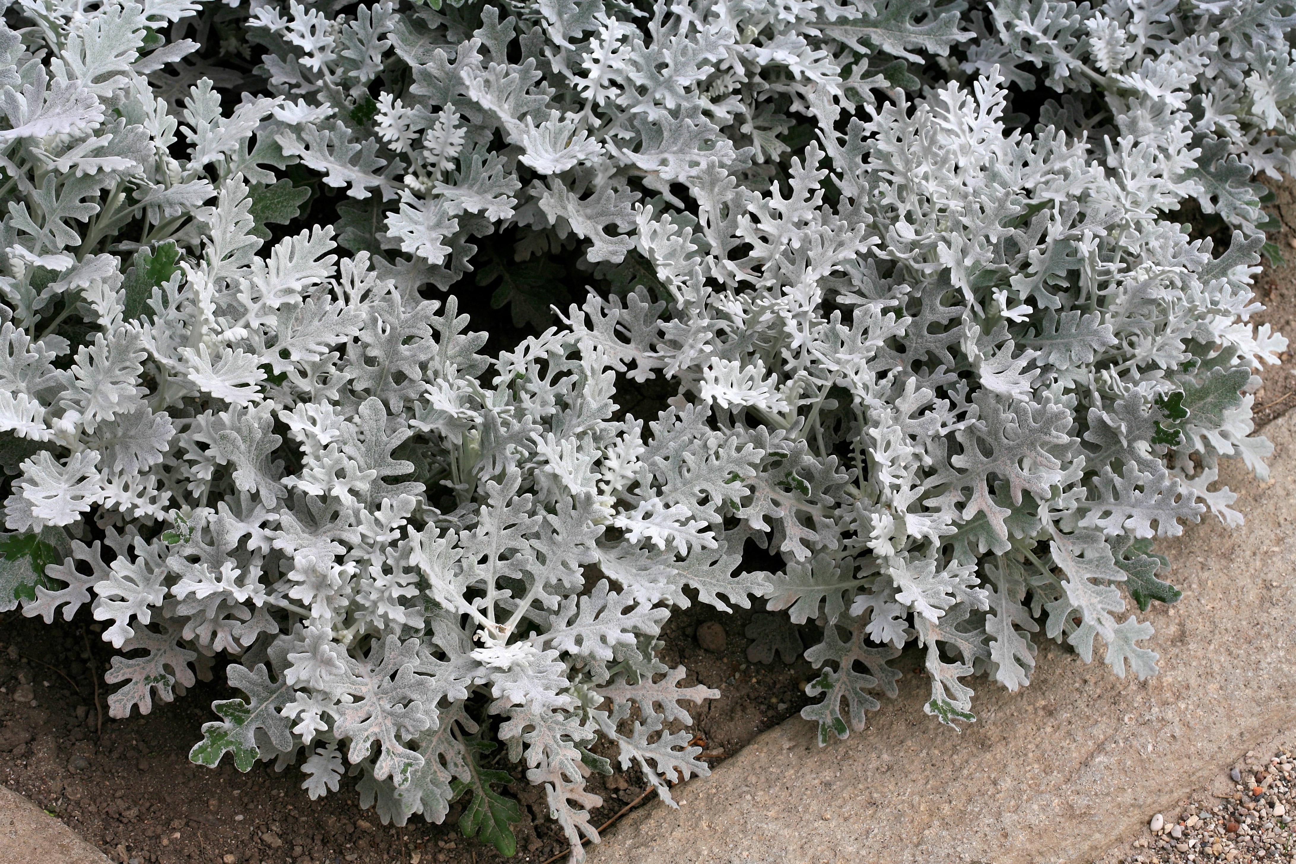 La cineraria y sus hojas plateadas también son un reclamo visual en un jardín al anochecer.
