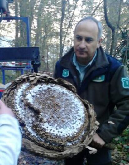 Nido de 'avispas asesinas' descolgado esta mañana en la Vall d'en Bas.
