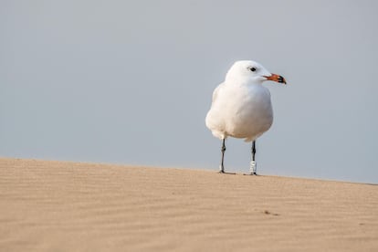 Gaviota Audouin