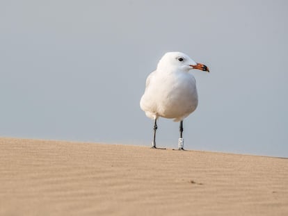 Una gaviota de Audouin en lo alto de una duna del delta del Ebro, en la provincia de Tarragona.