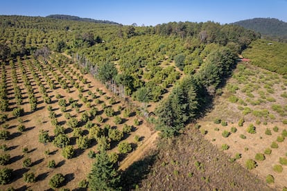 Plantaciones de aguacate en México