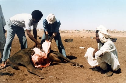 La declaración oficial de erradicación por la Organización Mundial de la Salud Animal (OIE) se hizo en 2011, aunque la enfermedad llevaba años controlada con los esfuerzos de la propia OIE, la FAO y otras agencias regionales y nacionales. En concreto, el último brote conocido se dio en Kenia en 2001. En la imagen, un análisis post-mortem en Sudán, en 1987.