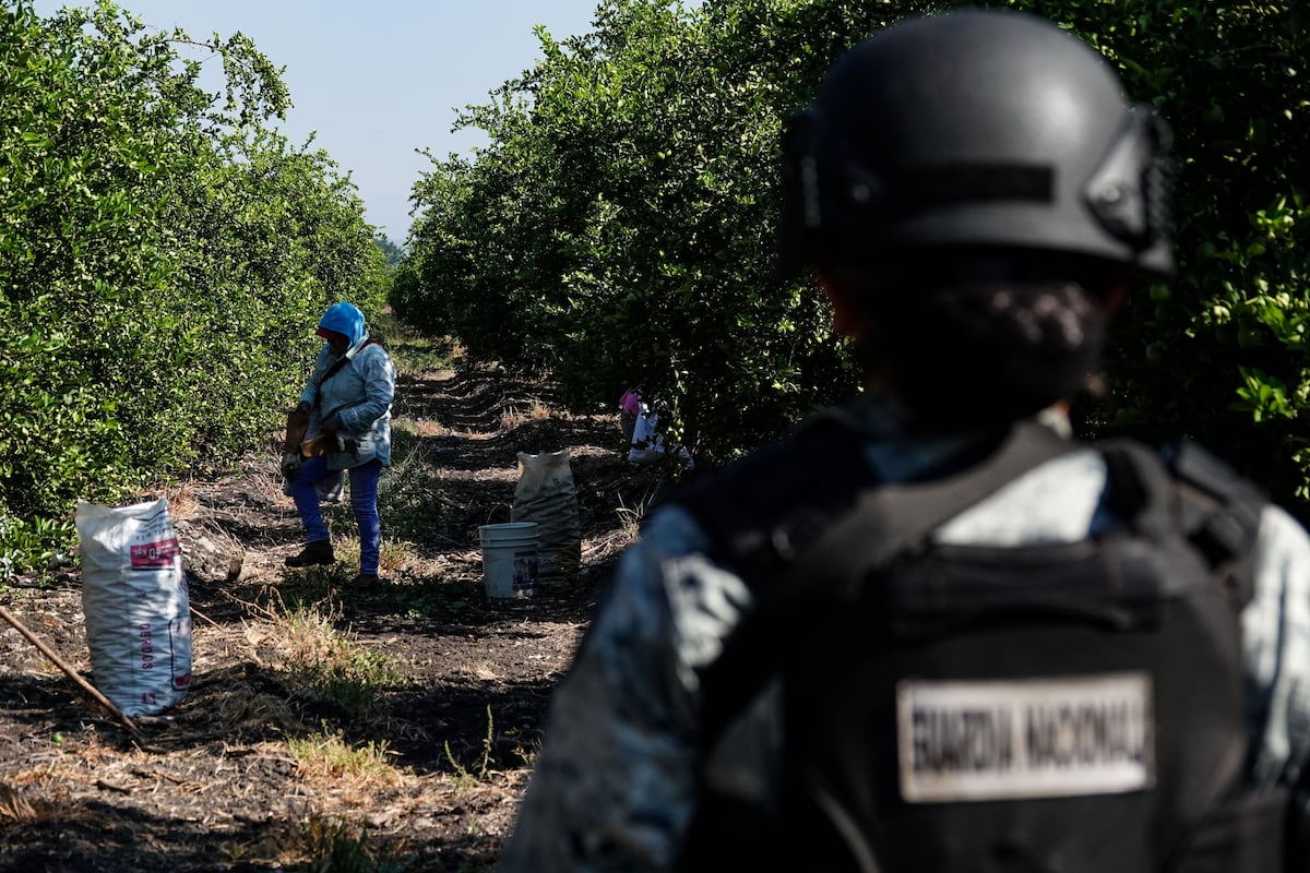 Death, threats and terror: The price of denouncing extortion for Michoacan farmers