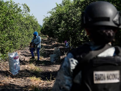 Protection and safeguarding work in the lemon sector in Antúnez, Michoacán, November 2024.