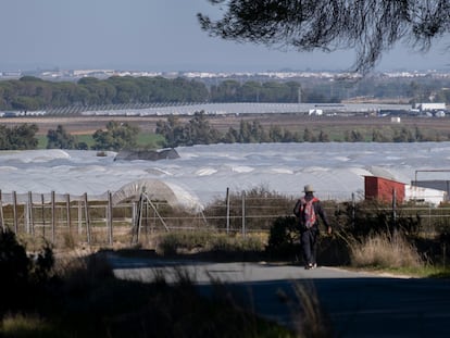 Invernaderos de fresas en Almonte, Huelva.