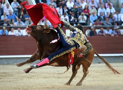 Paco Ureña es cogido por su segundo toro. El diestro compartió cartel con los toreros Javier Castaño y Juan del Álamo con toros de la ganadería Pedraza.