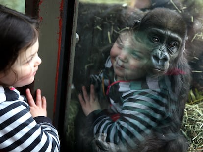 Una niña y un joven ejemplar de gorila, de nombre Yola, en el zoo Woodland Park de San Francisco el pasado abril.