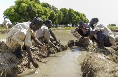 Alhaji Umar Abubacar y sus trabajadores disfrutan con el agua que brota en su arrozal en Suru, al noroeste de Nigeria. Antes, obtenía unos 30 sacos de arroz que destinaba a la alimentación de su familia, ahora llega a los 80 y vende el excedente. Esto le ha permitido mejorar su situación económica e incluso cumplir un viejo sueño, viajar a La Meca.