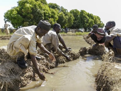 Campesinos nigerianos en sus arrozales de Suru, al noroeste de Nigeria.