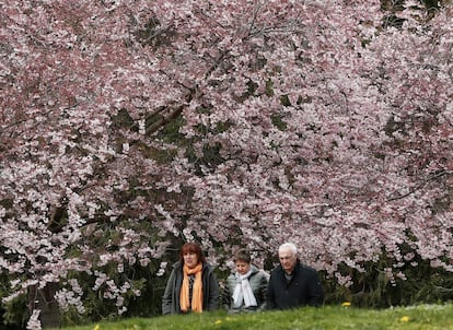Varias personas pasan junto a árboles en flor en el parque de la Plaza de Yamaguchi, en Pamplona.