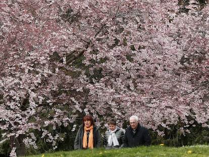 Varias personas pasan junto a árboles en flor en el parque de la Plaza de Yamaguchi, en Pamplona.