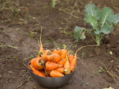 Las zanahorias son uno de los cultivos que funcionan mejor al ser plantadas en otoño o invierno.
