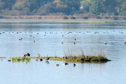 Doñana constituye un enclave estratégico para miles de aves en sus rutas migratorias entre los dos continentes.