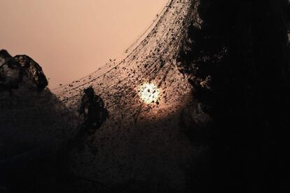 Una tela de araña de 1.000 m de largo cubre la carretera junto al lago Vistonida, cerca de Xanthi, al norte de Grecia.
