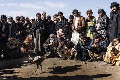 Una pelea de gallos en el mercado de los viernes en Herat. Al igual que todas los combates de animales y las apuestas, este deporte tradicional estuvo prohibido durante el gobierno talibán, pero ahora se ha recuperado. Los afganos consideran las peleas de gallos un símbolo de virilidad. En un país en el que la renta anual per cápita ronda los 1.000 dólares, a menudo miles de dólares cambian de mano entre los espectadores, que hacen sus apuestas. Antes de que se decida quién es el ganador, los gallos acaban ensangrentados y, a veces, ciegos. Algunos incluso mueren a causa de los picotazos.