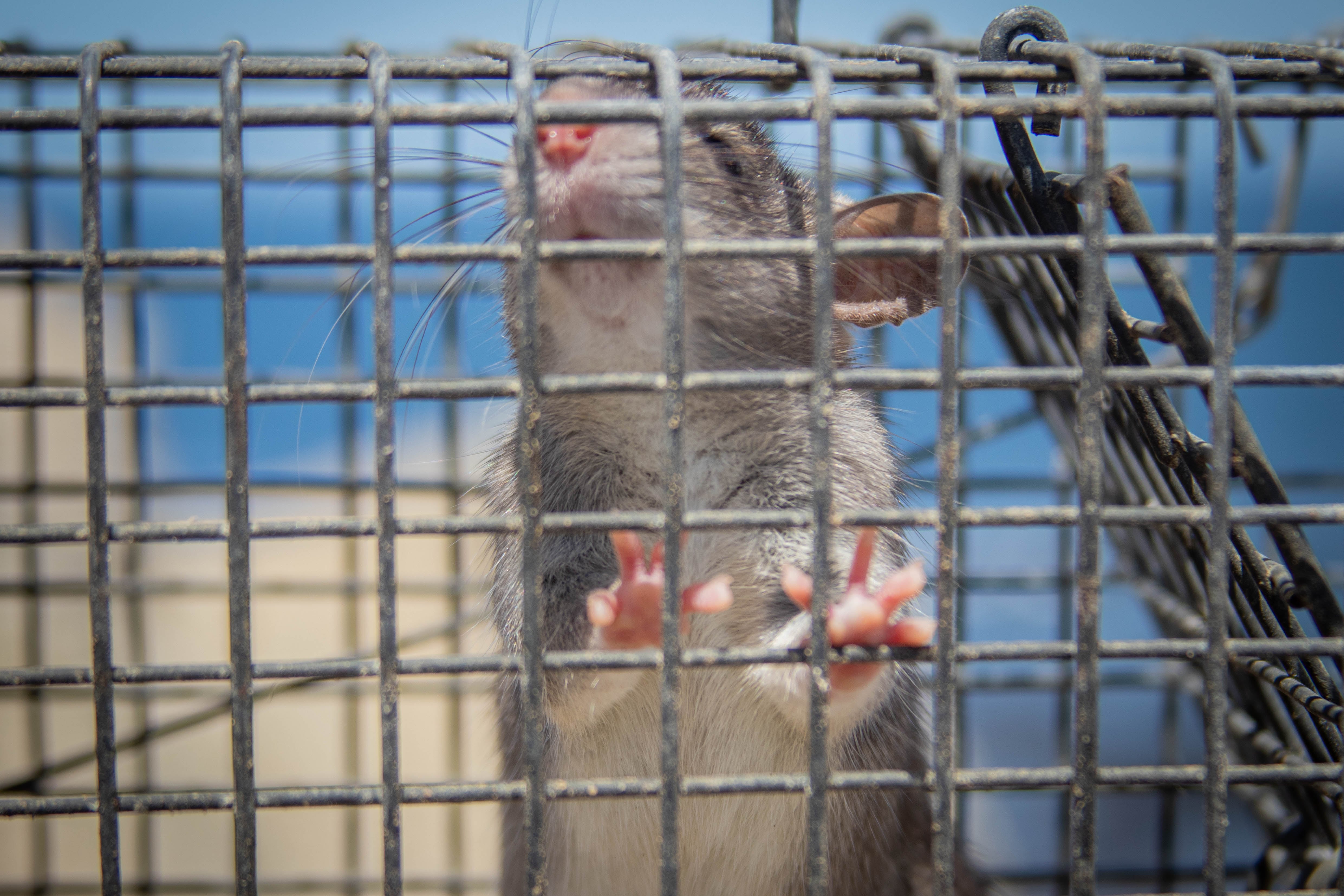 Las ratas son “una bomba de relojería” contra los ecosistemas de las costas de Perú