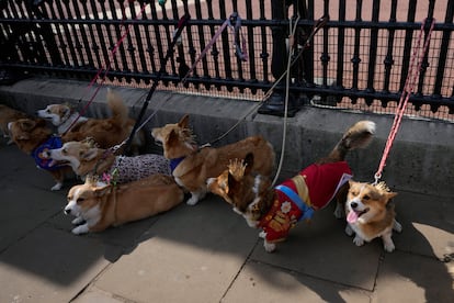 Ruffus a Cardiganshire Corgi, second right, takes part in a parade of corgi dogs outside Buckingham Palace in memory of the late Queen Elizabeth II, in London, Sunday, Sept. 3, 2023. Royal fans and their pet corgis have gathered outside Buckingham Palace to remember Queen Elizabeth II a year on since the late monarch's death. Around 20 corgi enthusiasts dressed up their pets in crowns, tiaras and royal outfits and paraded them outside the palace in central London Sunday to pay tribute to Elizabeth, a well-known lover of the dog breed. (AP Photo/Alastair Grant)