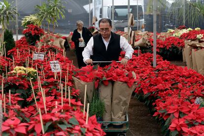 Flor de nochebuena: historia, significado y por qué se celebra el 8 de diciembre