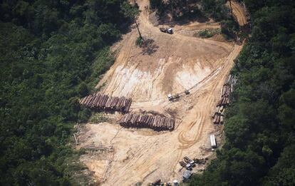 Tala de &aacute;rboles en el estado de Par&aacute; (Brasil), en la Amazon&iacute;a.