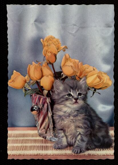 Gato con ramo de rosas