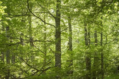 El hayedo de Montejo en Madrid fue declarado Patrimonio de la Humanidad y representa los restos de la vegetación caducifolia centroeuropea en España desde épocas postglaciales