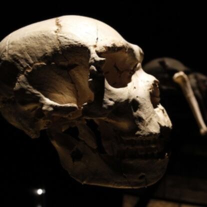El Cráneo Nº5, apodado 'Miguelón', es de un preneandertal de hace unos 500.000 años y fue descubierto en Atapuerca en 1992; se exhibe ahora en el nuevo Museo de la Evolución Humana de Burgos