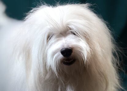 Paddington, un perro Coton de Tulear de 18 meses de edad.