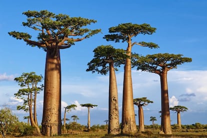 Avenida de los baobabs en Madagascar