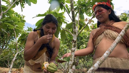 Frente la cantidad de carne de animales silvestres que salía al mercado, la Asociación de Mujeres Waorani de la Amazonía Ecuatoriana (Amwae) creó un proyecto de entrega de plantas de cacao a mujeres indígenas para su cultivo y, a cambio, los hombres debían dejar la cacería. En la imagen, dos mujeres waorani prueban el fruto del cacao.