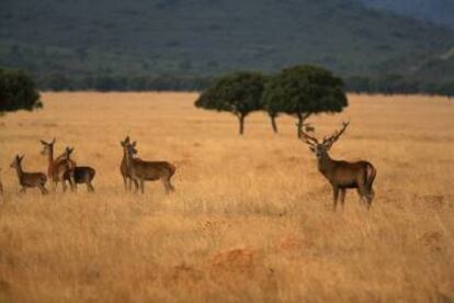 Cabañeros National Park in the Castilla–La Mancha region, where visitors numbers rose 32.8% in 2016.